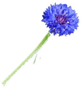 Bachelor's Button
