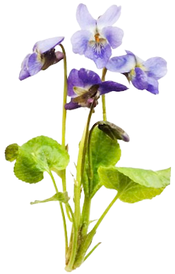 Violet